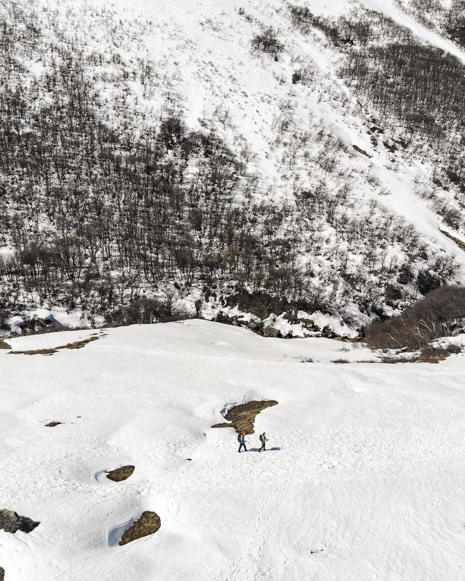 Bariloche em Setembro: ave pousada na neve com montanha coberta de neve ao fundo em Bariloche - Vale Liberdade