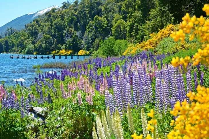 Qual a Melhor Época para Ir para Bariloche: ave pousada na neve com montanha coberta de neve ao fundo em Bariloche - Vale Liberdade