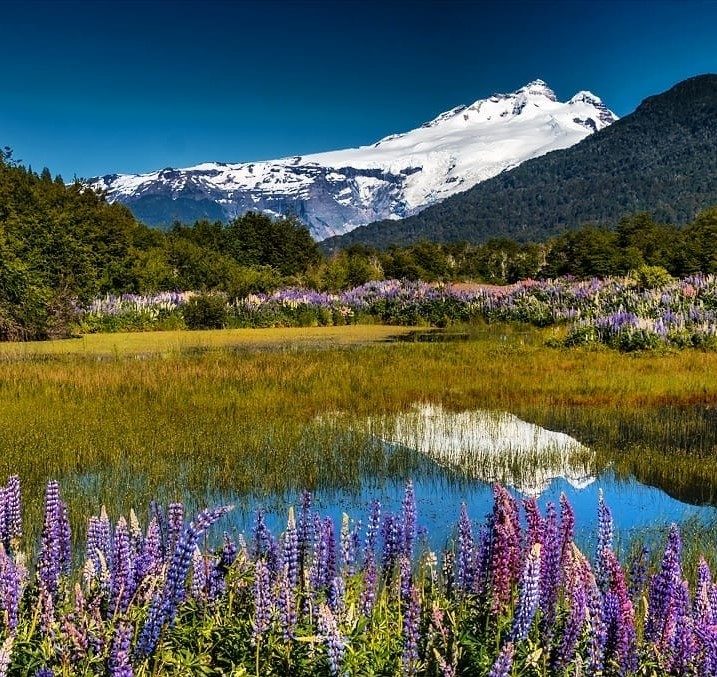 Qual a Melhor Época para Ir para Bariloche: bosque dourado de outono na Patagônia argentina - Vale Liberdade