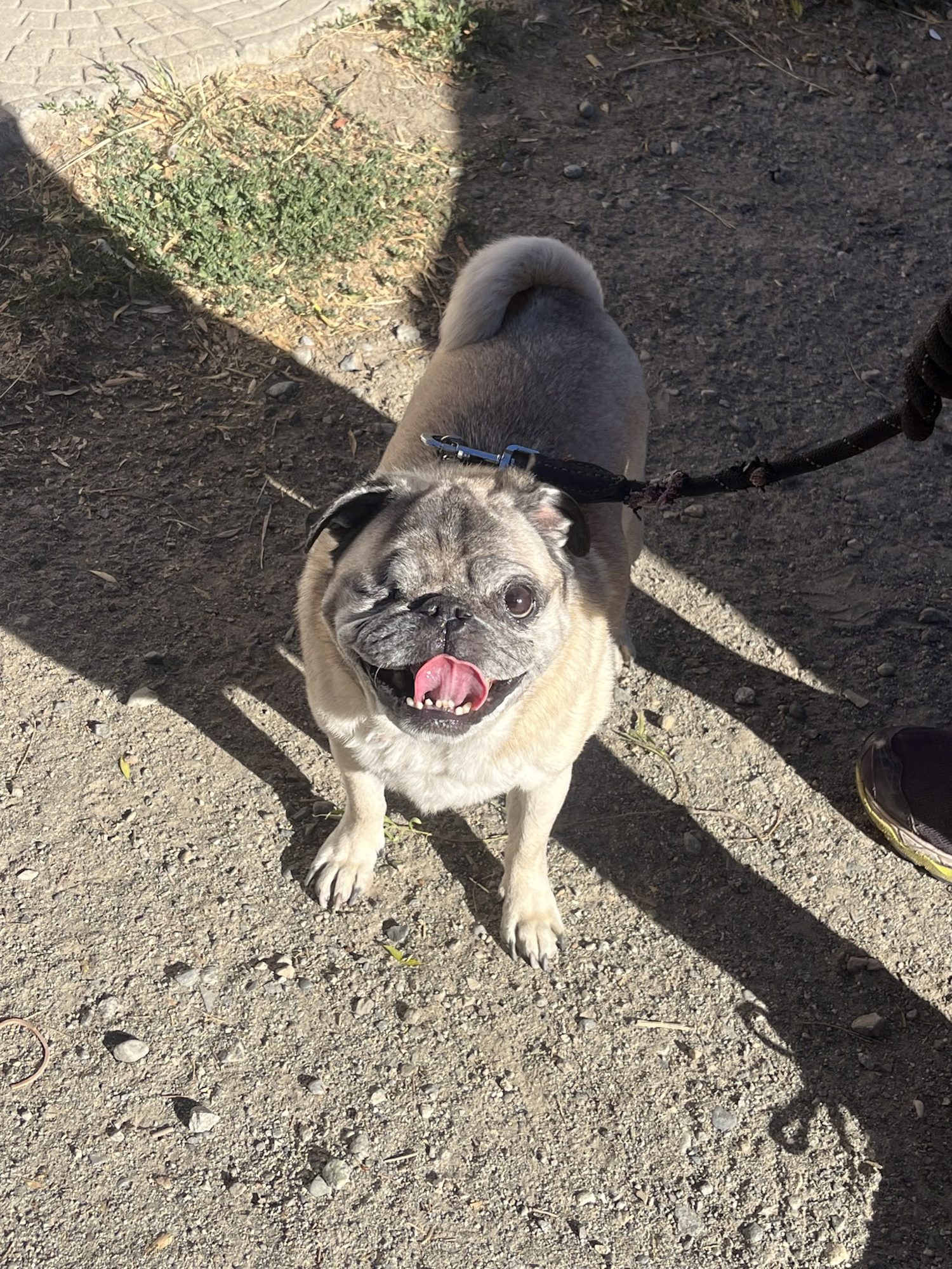 bariloche para el calafate: Pug simpático com língua de fora em trilha de terra em Bariloche - Vale Liberdade