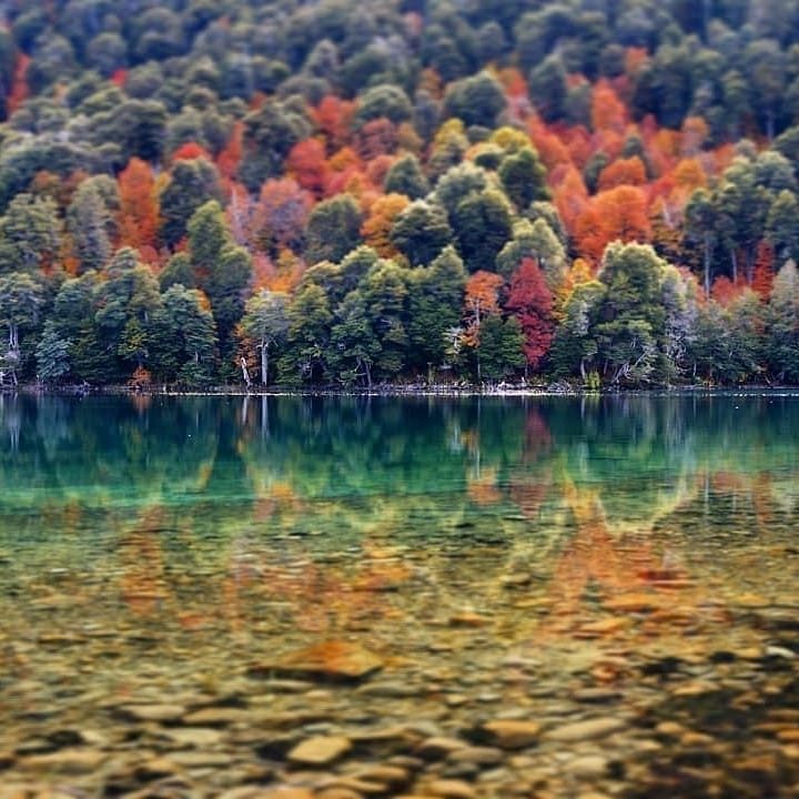 Bosque com árvores em cores de outono em Bariloche, mostrando tons de vermelho, laranja e amarelo