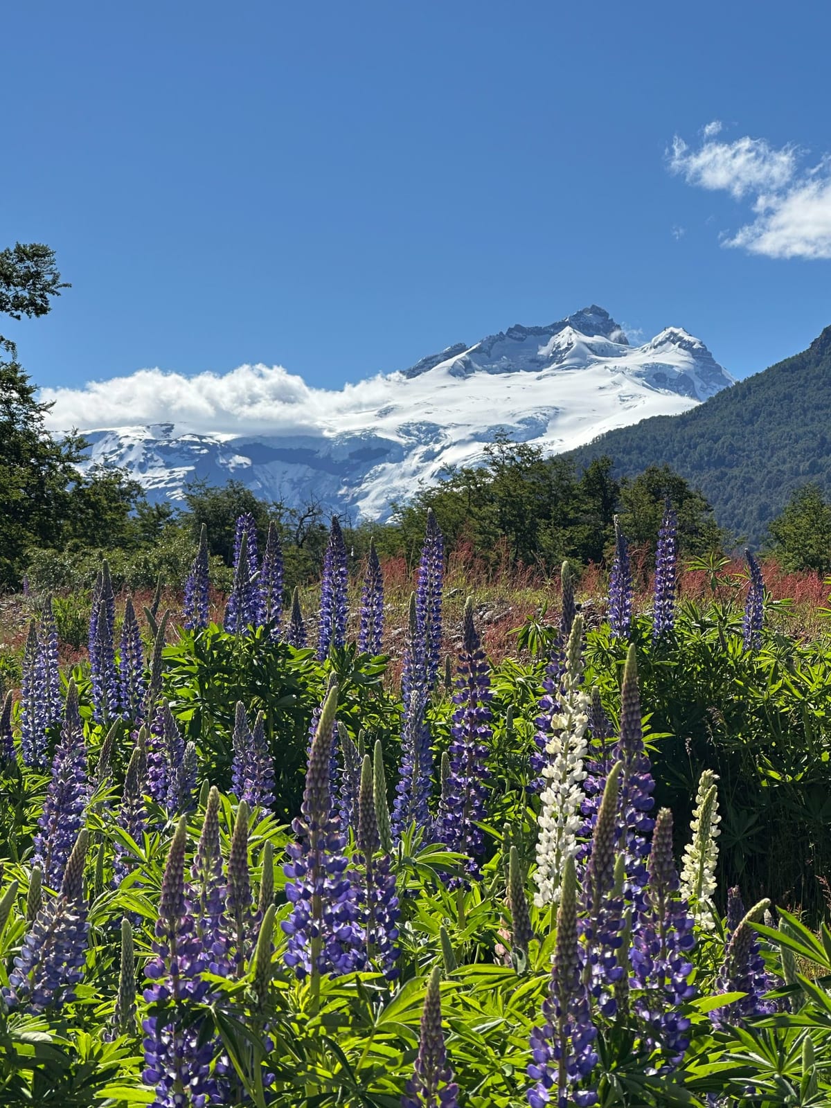 Lupinos floridos diante de montanha nevada em Bariloche, num dia aberto de verão.