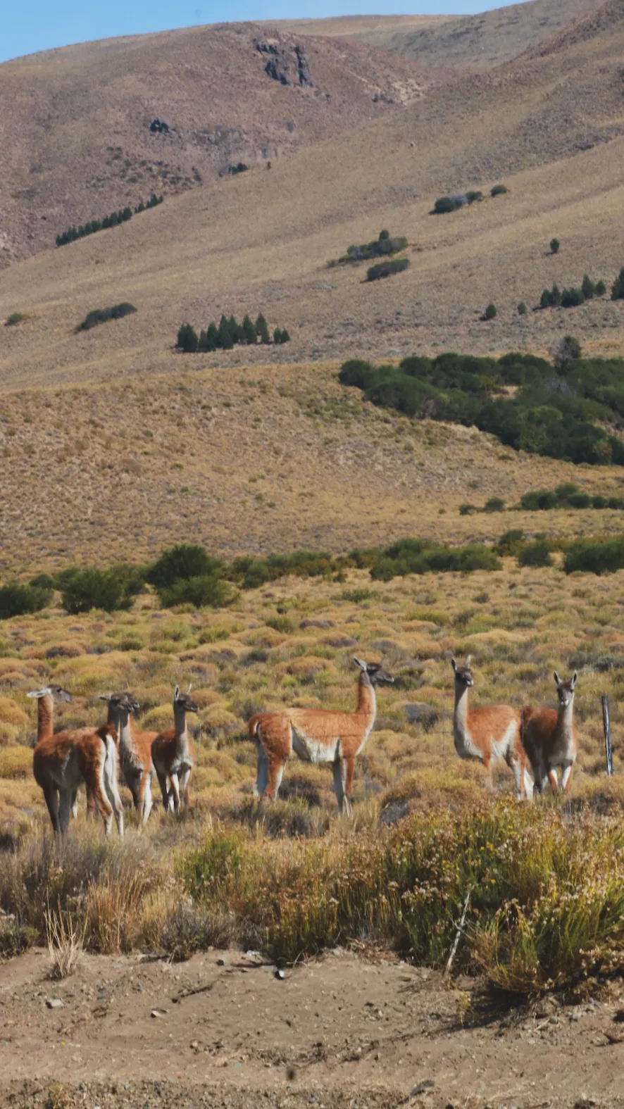 o que é trail run: Cinco guanacos em pé em um campo seco com colinas áridas ao fundo.