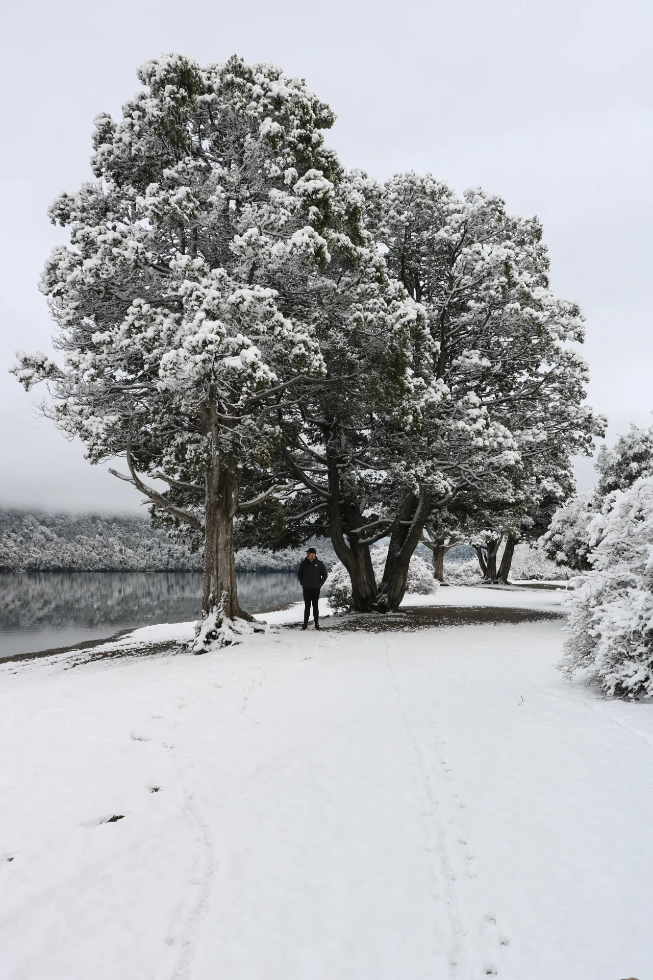 o que é trail run: Pessoa sob árvores cobertas de neve à beira de lago em Bariloche no inverno, Patagônia argentina